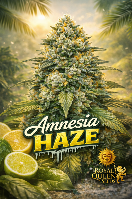 Hyper-realistic promotional artwork of “Amnesia Haze Feminised Seeds – Royal Queen Seeds,” showing a dense, frosty cannabis plant with vibrant green and yellow tones, bright orange pistils, a warm glowing haze-themed background, bold stylised strain name text, and the Royal Queen Seeds lion logo. No grow equipment shown.
