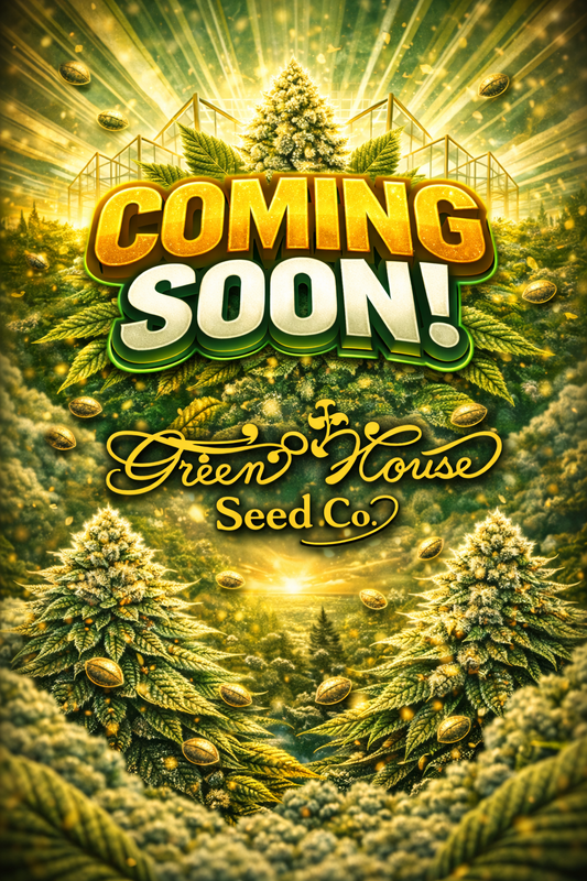 Moby Dick Feminised Seeds – Greenhouse Seed Co. – Coming Soon Placeholder Image