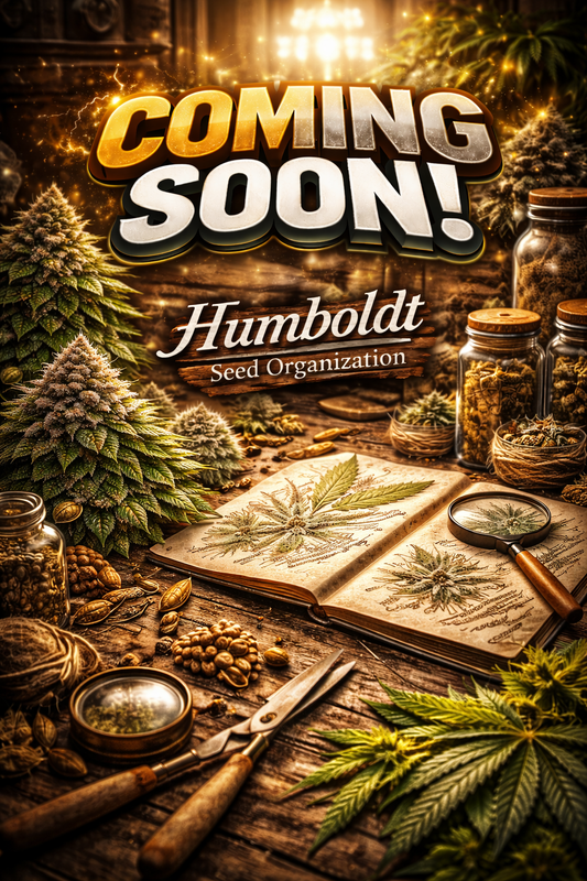 Amnesia Pure CBD Auto Feminised Seeds – Humboldt Seed Org. – Coming Soon Placeholder Image