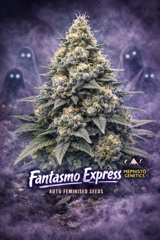 Fantasmo Express Auto Feminised Seeds – Mephisto Genetics — hyper-realistic cannabis plant with dense frosty buds and orange pistils, surrounded by swirling purple mist; ghostly shadow figures with glowing eyes in the background; bold purple strain name and Mephisto Genetics logo displayed at the bottom; dramatic eerie atmosphere without any cultivation elements.