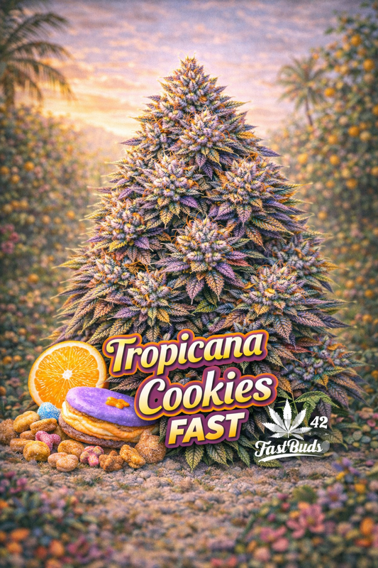 Hyper-realistic promotional artwork for Tropicana Cookies FAST Feminised Seeds by Fast Buds, featuring a dense purple-and-orange cannabis plant with frosty buds against a tropical sunset backdrop, with sliced orange accents, colourful cookie elements, bold strain text, and the Fast Buds logo at the bottom.