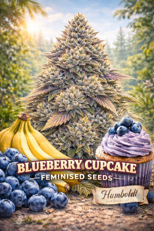 Hyper-realistic Blueberry Cupcake cannabis plant artwork with frosty blue-purple buds, soft pastel background, blueberries and cupcake-style visual cues in the foreground, strain name ‘Blueberry Cupcake Feminised Seeds’ and Humboldt Seed Co. logo at bottom.