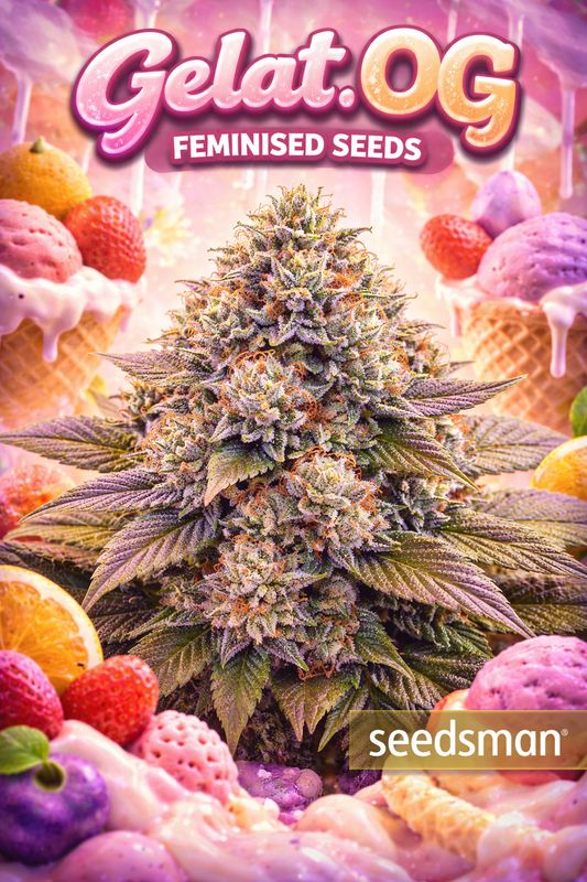 Hyper-realistic Gelat.OG Feminised cannabis plant with dense frosty buds showing purple and orange tones, set against a pastel dessert-style background with ice-cream elements, featuring “Gelat.OG – Feminised Seeds” text and Seedsman branding.