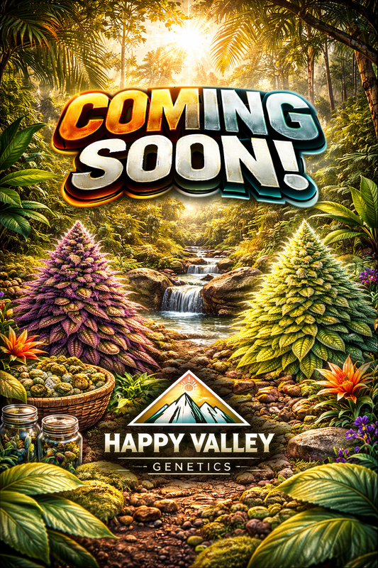Baller's Game Feminised Seeds – Happy Valley Genetics – Happy Valley Genetics cannabis seeds (coming soon)