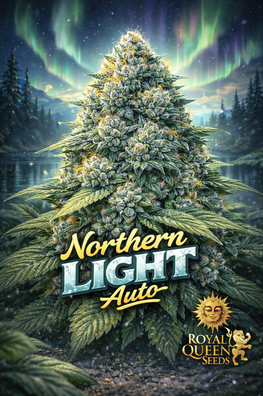 Hyper-realistic promotional artwork of “Northern Light Auto Feminised Seeds – Royal Queen Seeds,” showing a dense, frosty cannabis plant with icy green and blue tones, bright orange pistils, a glowing aurora borealis sky over a calm forest lake, bold icy-blue strain name text, and the Royal Queen Seeds lion logo. No fruit or grow equipment shown.