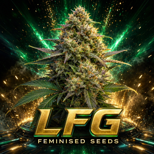 A large, highly detailed cannabis bud centered against a dramatic dark background with green energy effects and gold sparks. Below the bud, the text 'LFG FEMINISED SEEDS' appears in large metallic gold letters.