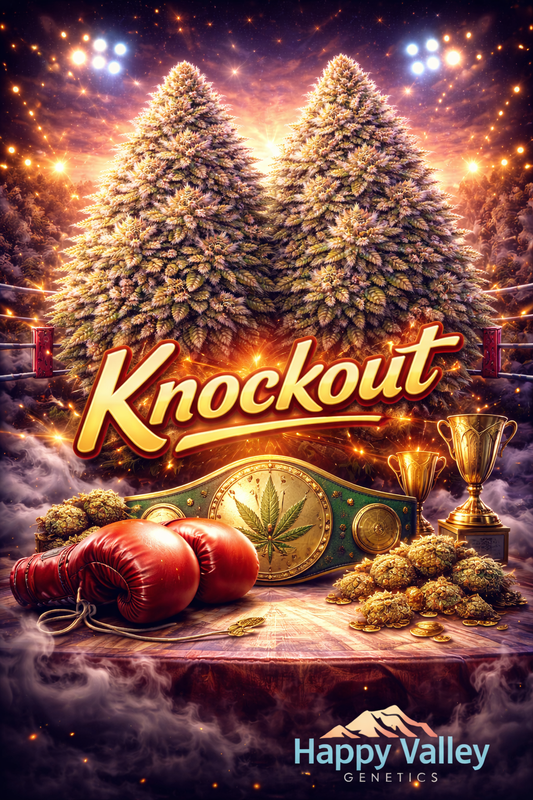 Hyper-realistic promotional artwork for Knockout Feminised Seeds by Happy Valley Genetics, featuring two dense frosty cannabis plants inside a boxing ring under bright arena lights, with a gold championship belt displaying a cannabis-leaf emblem, red boxing gloves, bold strain text, and the Happy Valley Genetics logo at the bottom.