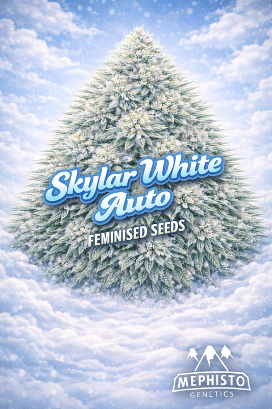 skylar white auto feminised seeds image — hyper-realistic frosty cannabis plant with dense snow-covered buds, bright cold blue sky backdrop with falling snowflakes, pure white winter landscape, clean icy-blue strain name text, mephisto genetics logo, uk-compliant promotional artwork for laughing leaf seeds