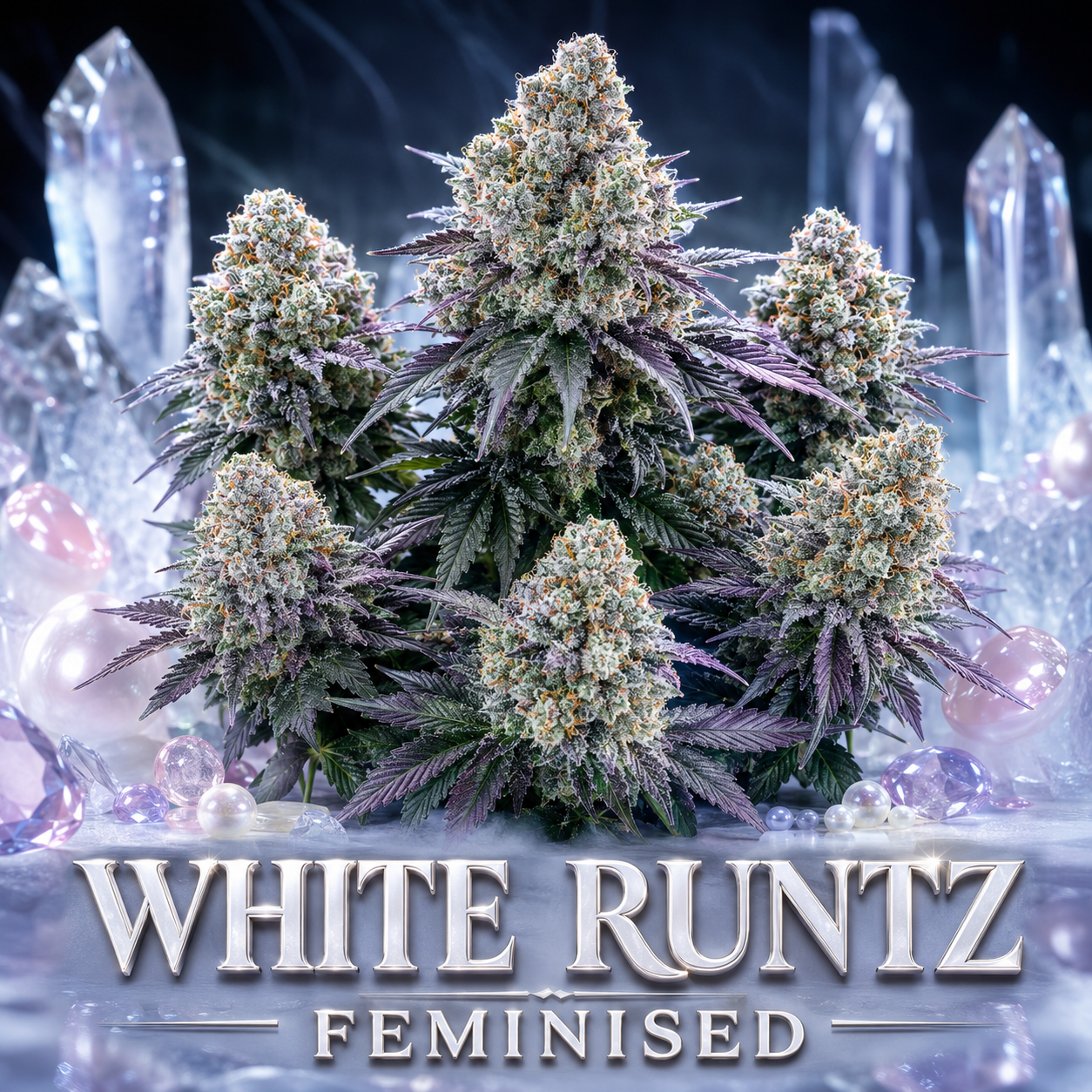 A cluster of feminized White Runtz cannabis buds with dense white trichomes and purple-tinged leaves, displayed among clear crystal formations and pink gemstones, with the text 'WHITE RUNTZ FEMINISED' at the bottom.
