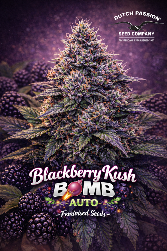 High-detail promotional artwork of Blackberry Kush Auto by Dutch Passion, featuring a resin-rich cannabis plant with deep purple tones, surrounded by ripe blackberries, bold strain typography, and the Dutch Passion Seed Company logo. No cultivation imagery shown.