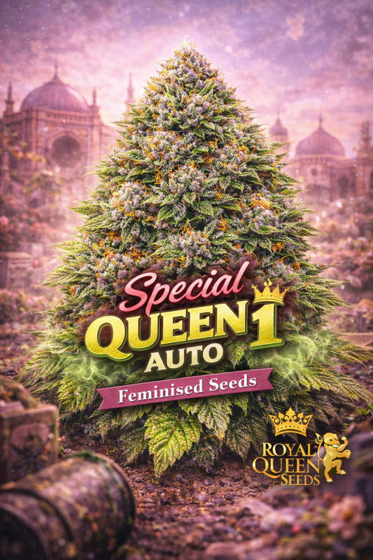 Hyper-realistic promotional artwork of “Special Queen 1 Auto Feminised Seeds – Royal Queen Seeds,” featuring a dense green cannabis plant with frosty trichomes and bright orange pistils. A soft purple-pink palace backdrop gives a regal theme. Bold red-and-gold “Special Queen 1 Auto” text, a “Feminised Seeds” banner, and the Royal Queen Seeds lion logo are included. No grow equipment shown.