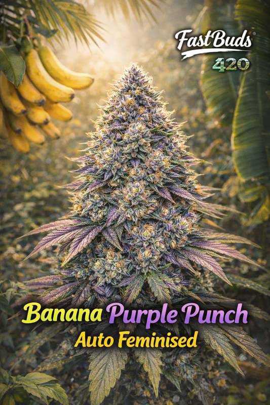Banana Purple Punch Auto Feminised cannabis plant promotional artwork with frosty purple buds, tropical banana-themed background, Fast Buds logo, and bold strain name at the bottom