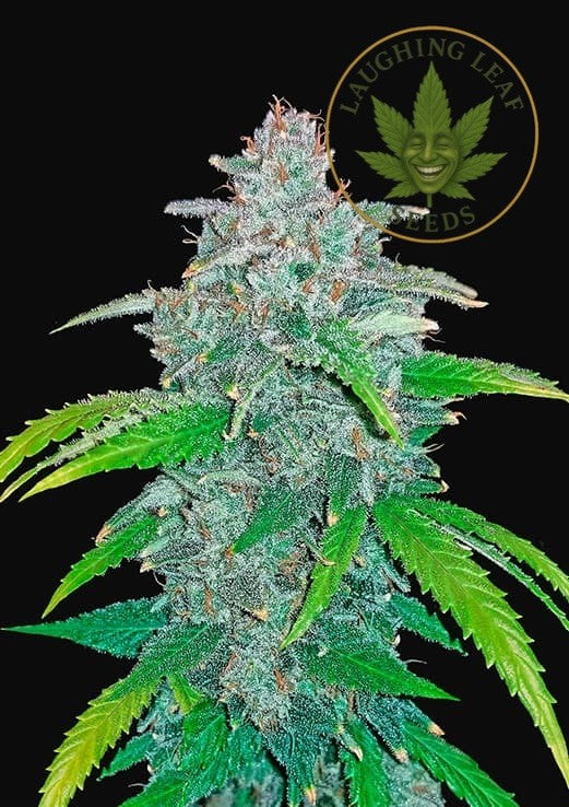 Blue Dream Fast Feminised Seeds - Seedsman – Collectible Botanical Beans