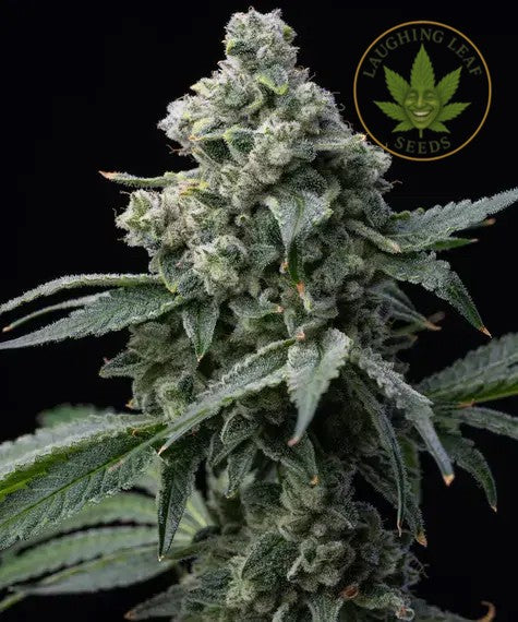 Bruce Banger Fast Feminised - Seedsman – Collectible Botanical Beans