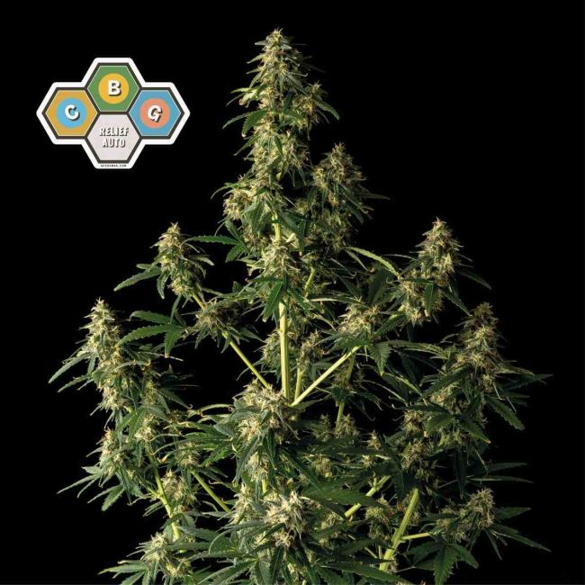 CBG Relief Auto Feminised - Seedsman - Collectible Botanical Beans