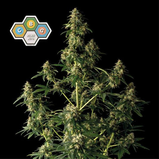 CBG Relief Auto Feminised - Seedsman - Collectible Botanical Beans