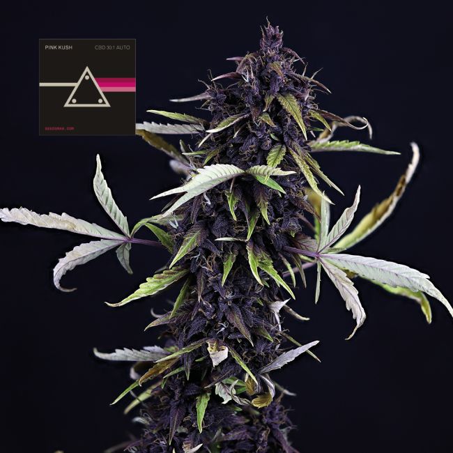 Pink Kush CBD 30:1 Auto Feminised - Seedsman - Collectible Botanical Beans