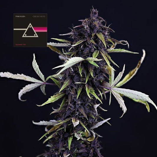 Pink Kush CBD 30:1 Auto Feminised - Seedsman - Collectible Botanical Beans