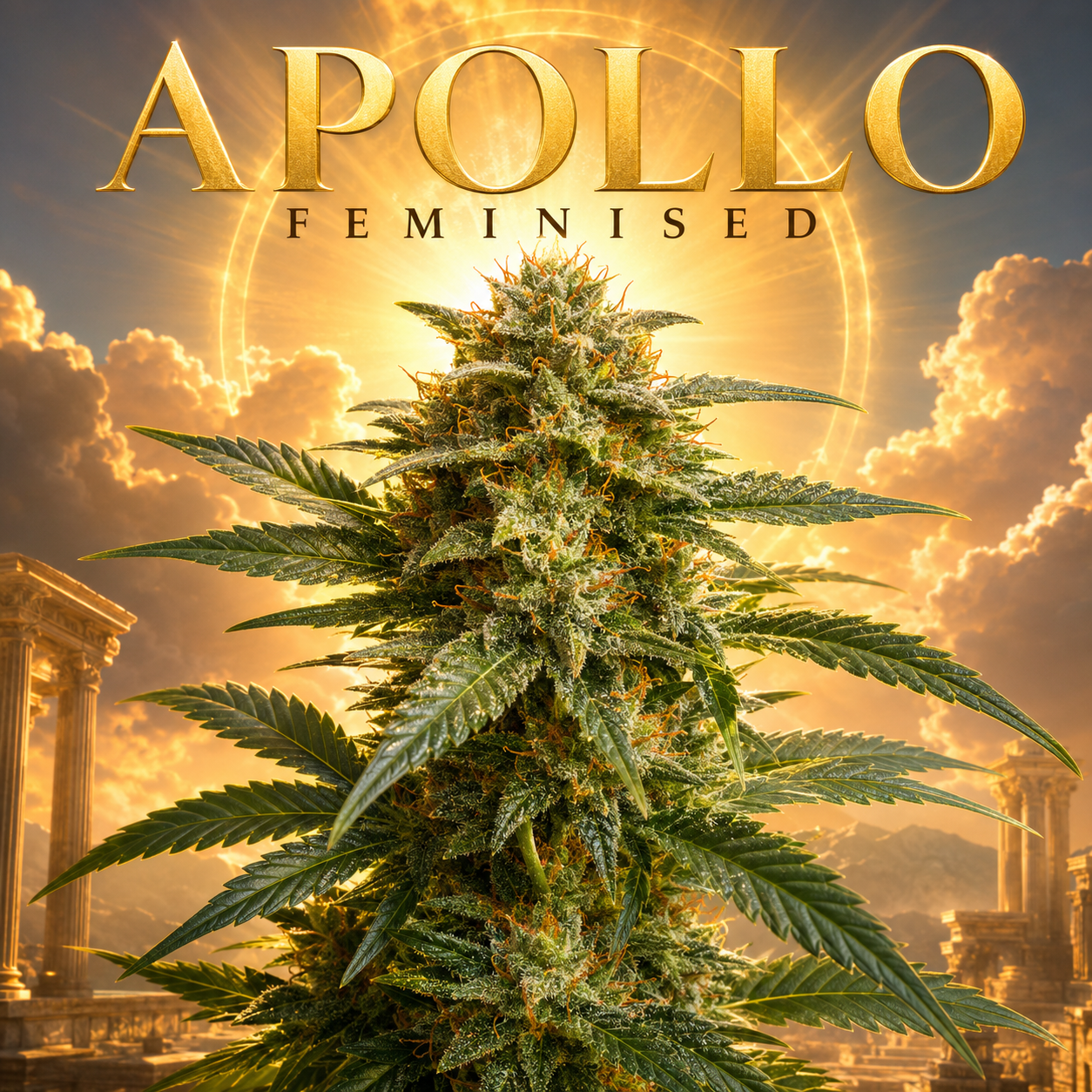 apollo feminised plant image