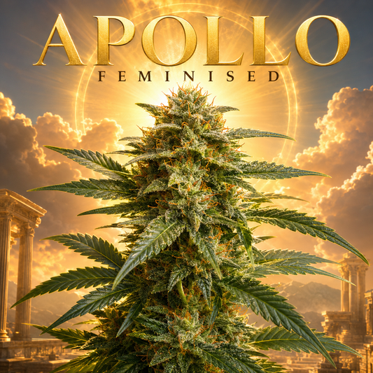 apollo feminised plant image