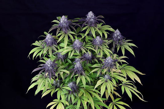 Peyote Wi-Fi CBD 2:1 Feminised - Seedsman - Collectible Botanical Beans