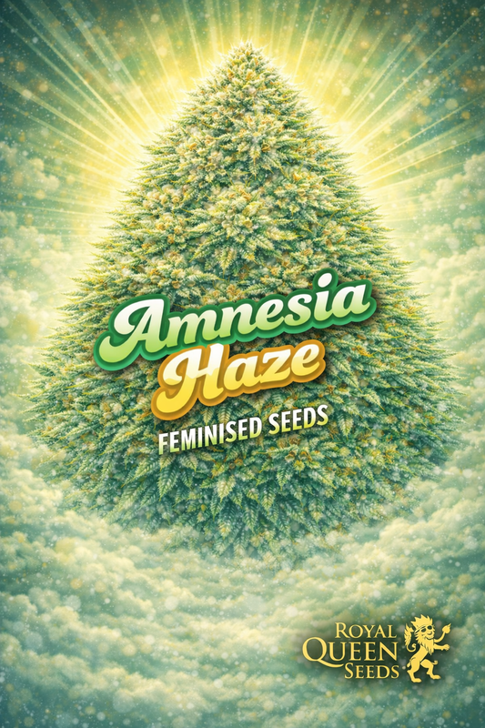 amnesia haze feminised seeds image — hyper-realistic frosty cannabis plant with dense green and golden buds, bright glowing yellow-green haze in the background, soft cloud-like texture beneath the plant, bold green-and-gold strain name text, royal queen seeds logo, uk-compliant promotional artwork for laughing leaf seeds
