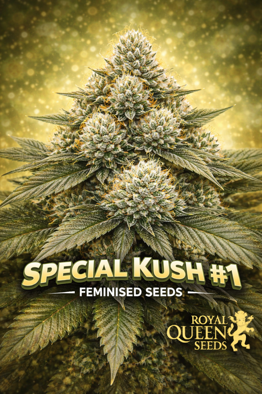 special kush plant for laughing leaf seeds. HD image
