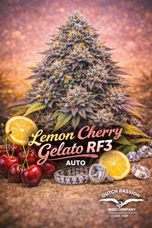 Hyper-realistic promotional artwork of Lemon Cherry Gelato RF3 Auto cannabis plant with dense frosty buds in purple, green, and red tones, set against a warm blurred background. Fresh lemon slices, cherries, and scattered jewels appear at the bottom. Bold yellow, pink, and white strain name text and breeder branding are displayed clearly.