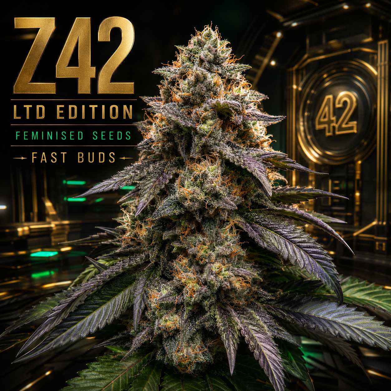 Z42 Ltd Edition Feminised Seeds – Fast Buds