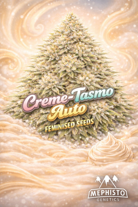 creme-tasmo auto feminised seeds image — hyper-realistic frosty cannabis plant with dense pale green and creamy white buds, smooth swirling cream-coloured background, soft dessert-themed colour palette, single whipped cream swirl in foreground, bold pastel strain name text, mephisto genetics logo, uk-compliant promotional artwork for laughing leaf seeds