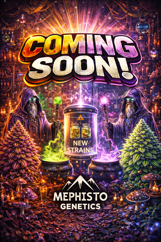 24 Carat Auto Feminised Seeds – Mephisto Genetics – Mephisto Genetics cannabis seeds (coming soon)