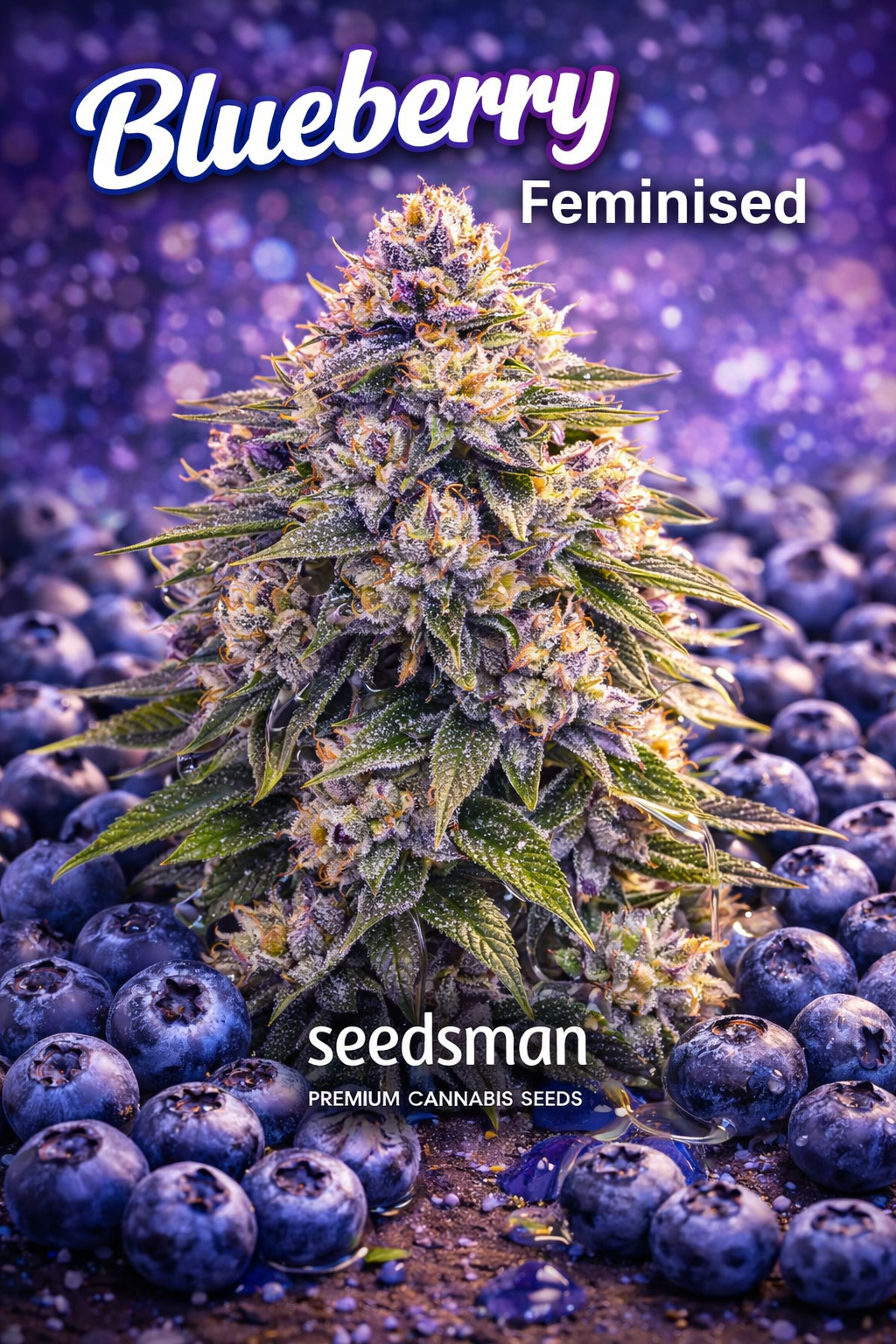 Hyper-realistic Blueberry Feminised cannabis plant with dense frosty buds, deep purple and green tones, surrounded by fresh blueberries, with “Blueberry – Feminised – Seedsman” branding in a vivid fruit-themed layout.