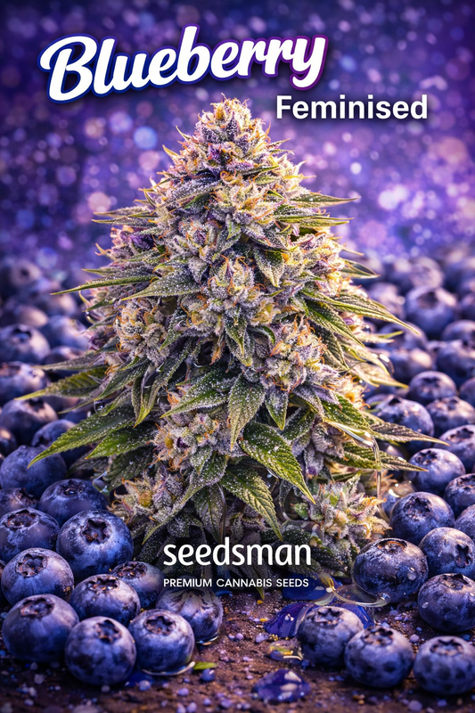Hyper-realistic Blueberry Feminised cannabis plant with dense frosty buds, deep purple and green tones, surrounded by fresh blueberries, with “Blueberry – Feminised – Seedsman” branding in a vivid fruit-themed layout.
