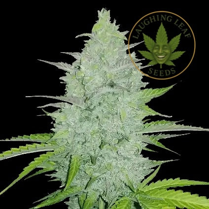 Cheese Auto Feminised - Barney's Farm - Collectible Botanical Beans