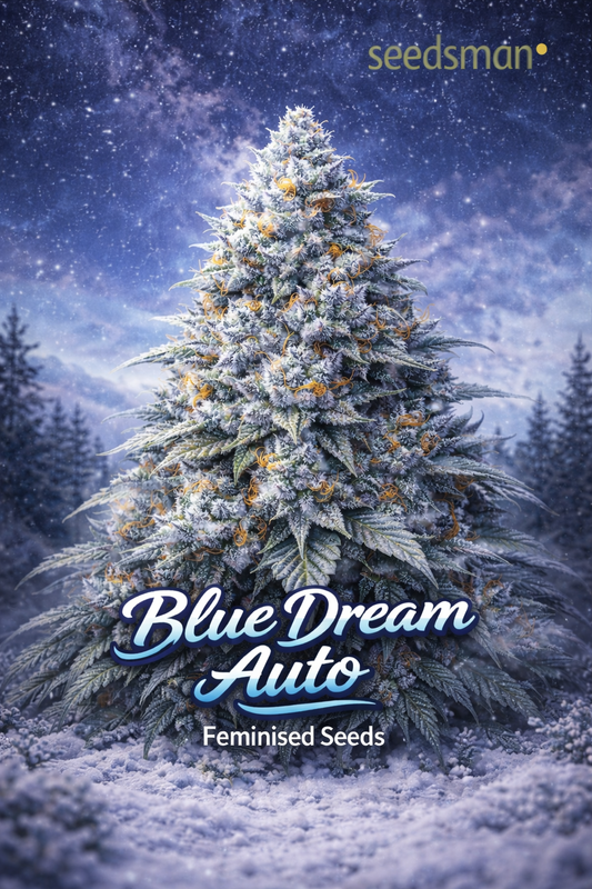 blue dream auto cannabis plant with frosty blue-green buds and orange pistils under a starry night sky with seedsman logo