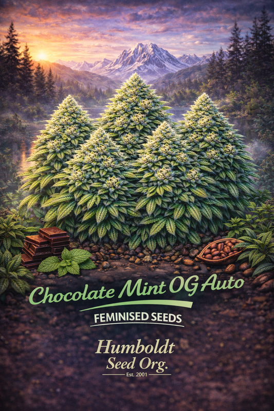 A realistic, frosty Chocolate Mint OG Auto cannabis plant cluster with chocolate pieces, mint leaves, and cocoa beans, set against a mountain lake backdrop, with the strain name and Humboldt Seed Org. logo visible.
