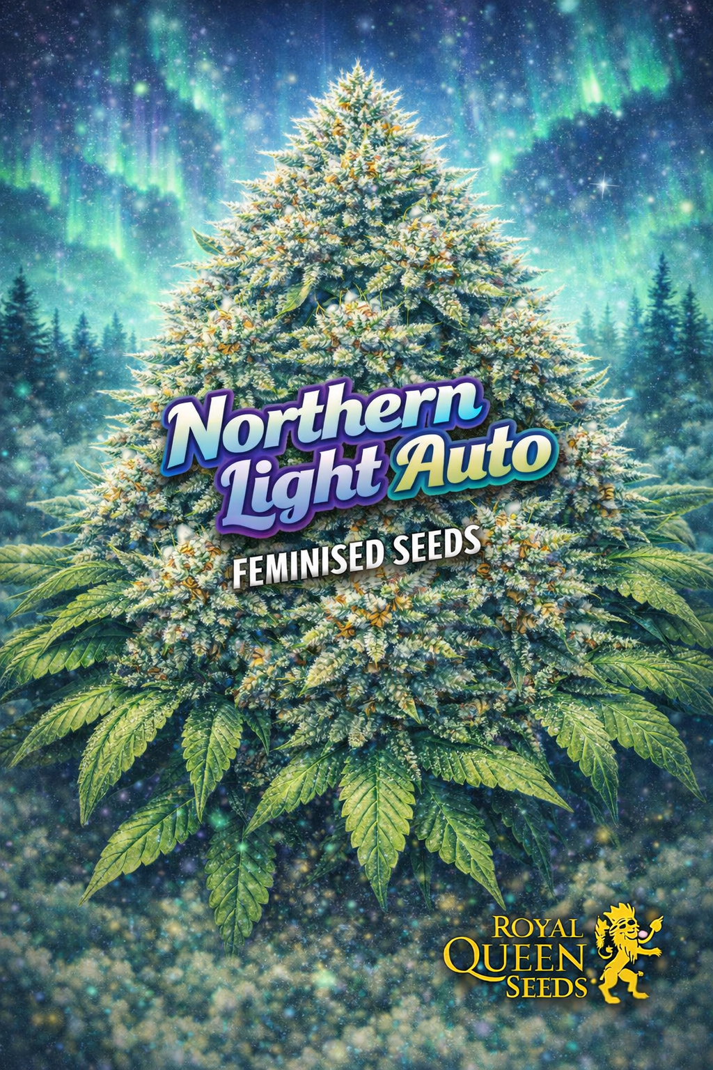 northern light auto feminised seeds image — hyper-realistic frosty cannabis plant with dense green buds and large fan leaves, aurora borealis sky glowing in purple and green tones, snowy landscape beneath the plant, bold icy-blue strain name text, royal queen seeds logo, uk-compliant promotional artwork for laughing leaf seeds