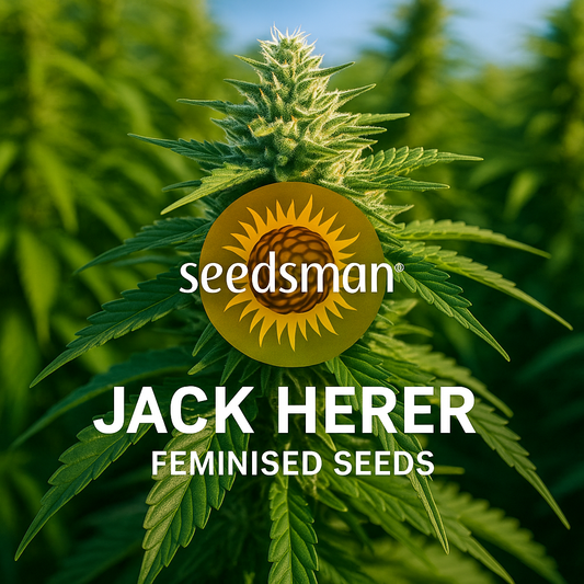 Jack Herer Feminised Seeds product image featuring Seedsman branding and premium collectible cannabis genetics.