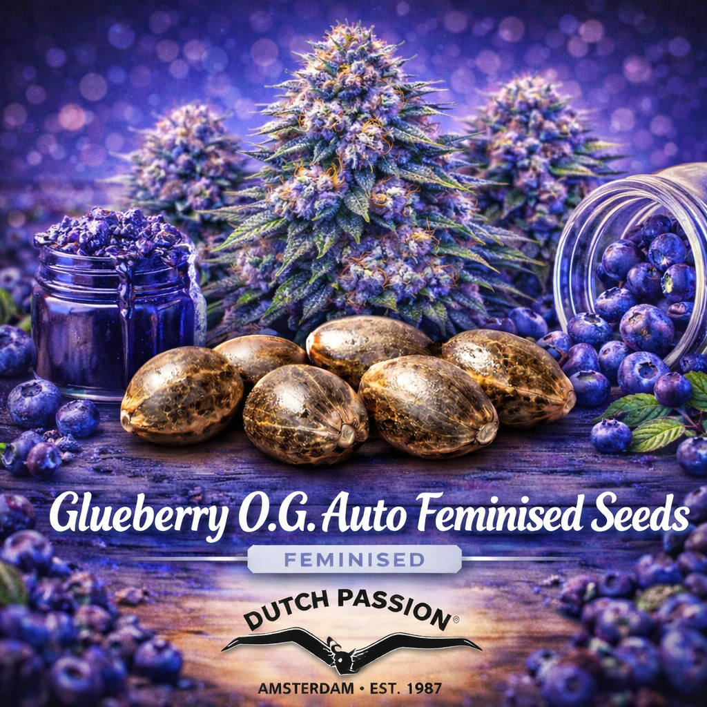 Glueberry O.G. Auto Feminised Seeds by Dutch Passion with blue-purple genetics theme and multi-bud plants.