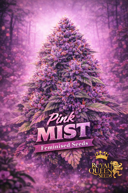 Hyper-realistic promotional artwork of “Pink Mist Feminised Seeds – Royal Queen Seeds,” featuring a dense cannabis plant with pink and purple buds, frosty trichomes, and orange pistils, set in a soft pink misty forest. The image includes bold sparkling “Pink Mist” text, a “Feminised Seeds” banner, and the Royal Queen Seeds lion-and-crown logo. No grow equipment shown.