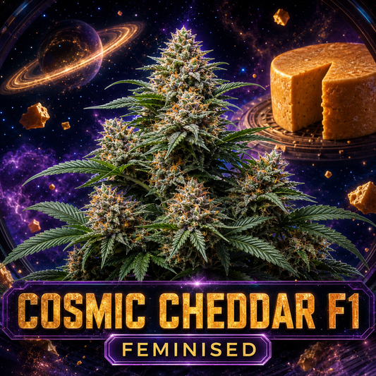 A stylized product graphic for a cannabis flower strain called Cosmic Cheddar F1. The main subject is a large, heavily trichome-covered cannabis bud centered against a cosmic space background with Saturn, stars, and purple nebulae.