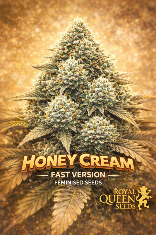 Hyper-realistic close-up of a frosty Honey Cream FAST Version cannabis plant with dense creamy-gold buds, heavy trichome coverage, and orange pistils, set against a warm golden haze background. Bold “Honey Cream FAST Version Feminised Seeds” text appears at the bottom with the Royal Queen Seeds logo.