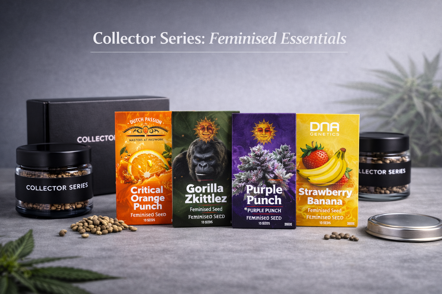 Collector Series Feminised Essentials bundle featuring Critical Orange Punch, Gorilla Zkittlez, Purple Punch and Strawberry Banana feminised cannabis seed packs in a modern studio display