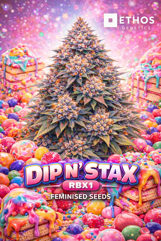 Promotional artwork for Dip N' Stax RBX1 Feminised Seeds by Ethos Genetics, showing a uniquely structured cannabis plant silhouette surrounded by colourful dessert-themed visuals including wafers, dripping icing and candy pieces, set against a vibrant pink-purple background, with the strain name and Ethos Genetics logo displayed.
