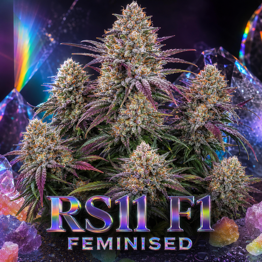 A cluster of large, frosty cannabis buds with green, purple, and orange tones, set against a dark cosmic background with colorful crystals and rainbow light effects. The text 'RS11 F1 FEMINISED' is displayed prominently at the bottom.
