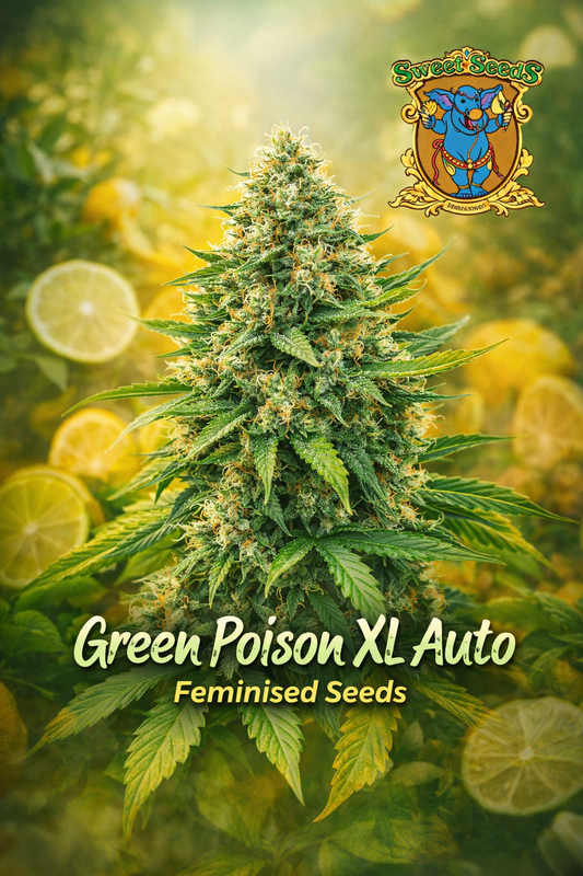 Green Poison XL Auto cannabis plant promotional artwork with dense frosty buds, citrus-themed green and yellow background, Sweet Seeds logo, and bold strain name displayed at the bottom
