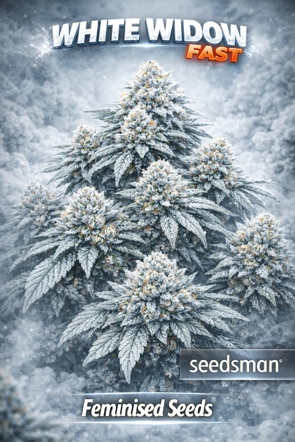 Hyper-realistic White Widow Fast Feminised cannabis plant with multiple frost-covered buds, thick crystalline trichomes, icy white and grey background, and “White Widow Fast – Feminised Seeds – Seedsman” branding in bold lettering.