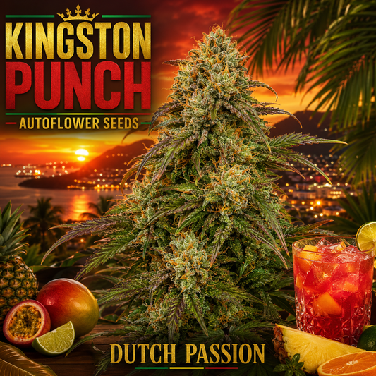Promotional graphic for Kingston Punch autoflower seeds, featuring a large cannabis bud tree centered against a tropical sunset beach scene. The text 'KINGSTON PUNCH' appears at the top, 'AUTOFLOWER SEEDS' below it, and 'DUTCH PASSION' at the bottom.