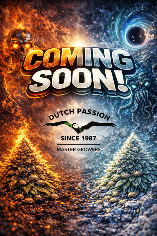 Skywalker Haze Feminised Seeds – Dutch Passion – Dutch Passion cannabis seeds (coming soon)
