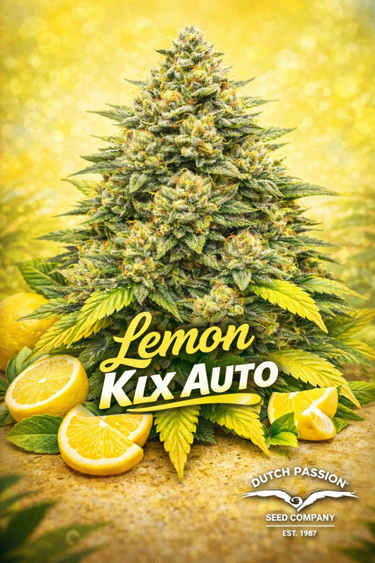 Hyper-realistic promotional artwork of Lemon Kix Auto cannabis plant with dense frosty buds in green, yellow, and citrus-toned colours, set against a bright yellow background. Fresh lemon slices and leaves appear at the bottom. Bold yellow-and-white strain name text and the Dutch Passion logo are displayed clearly.